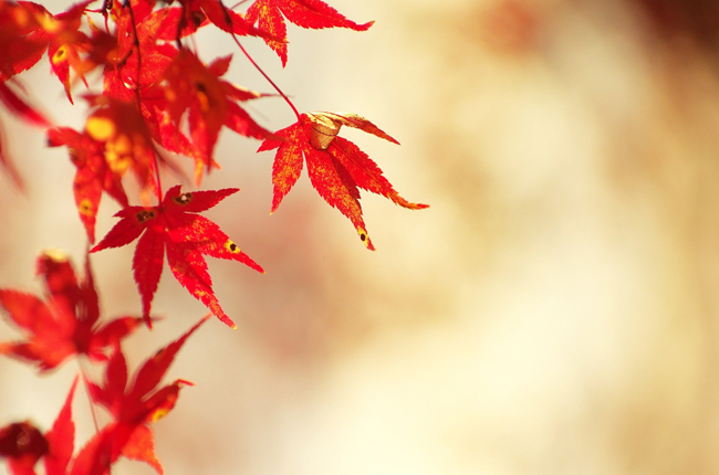 Les secrets des feuilles d'automne